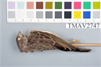 藏品(雀形目)的圖片